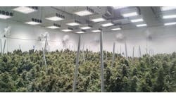 FIG. 1. In a cannabis grower operation, light mapping software can drive the optimal placement and light distribution characteristics of LED grow lights. (Image credits: All images courtesy of Black Dog LED.)