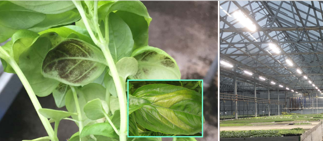 Photo credit: Image courtesy of Peace Tree Farm from HortiCann Closing Plenary presentation.