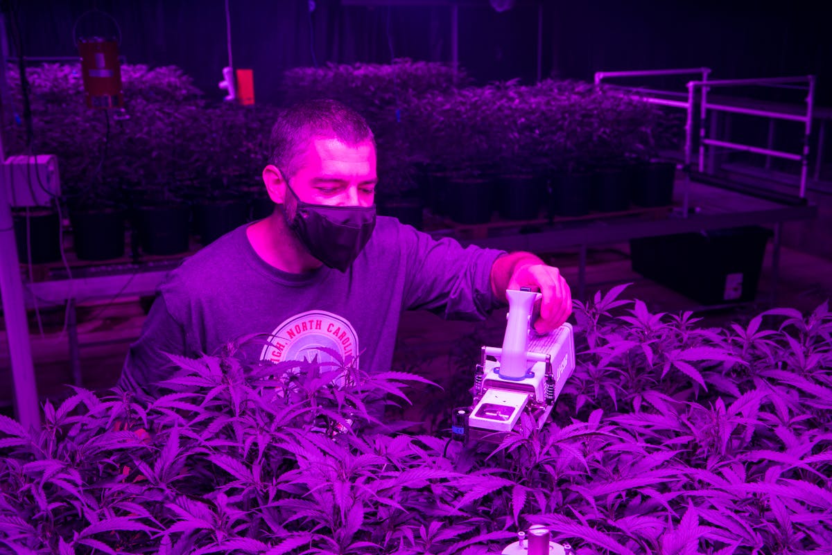 PhD student Cristian Collado tends to the hemp plants at North Carolina State University under Current&apos;s Arize LED fixtures, visible in the photos further down. (Photo credits: All images courtesy of GE Current, a Daintree company.)