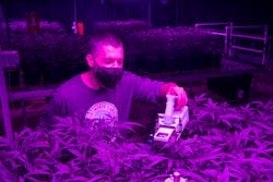 PhD student Cristian Collado tends to the hemp plants at North Carolina State University under Current&apos;s Arize LED fixtures, visible in the photos further down. (Photo credits: All images courtesy of GE Current, a Daintree company.)