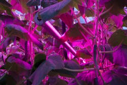 This is the type of Signify LED module that Albuna Farms is spreading over 4.7 hectares of cucumbers. The photo is not from the Albuna location. (Photo credit: Image courtesy of Signify.)