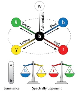 FIG. 2. Schematic of the achromatic and chromatic channels in the retina that enable color vision and brightness perception in humans. FIG. 2. Schematic of the achromatic and chromatic channels in the retina that enable color vision and brightness perception in humans.