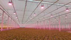 Hyperion LED fixtures hang from trellises about 12 ft above the hydroponic lettuce crop at Pawel Karpinski’s greenhouse in Zuromin, Poland. (Photo credit: Image courtesy of Hyperion Grow Lights.) Hyperion LED fixtures hang from trellises about 12 ft above the hydroponic lettuce crop at Pawel Karpinski’s greenhouse in Zuromin, Poland. (Photo credit: Image courtesy of Hyperion Grow Lights.)