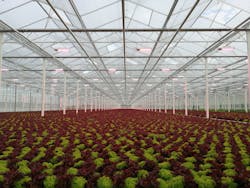 The Signify toplights at Belgium&rsquo;s De Glastuin lettuce greenhouse automatically dim or brighten as daylight levels changes. (Photo credit: All images courtesy of Signify.)