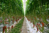 Broad-spectrum horticultural SSL provided by Fluence by Osram helps tomato farmer Great Northern Hydroponics achieve greater yields and heftier fruits. (Photo credit: Image courtesy of Fluence by Osram.)