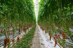 Broad-spectrum horticultural SSL provided by Fluence by Osram helps tomato farmer Great Northern Hydroponics achieve greater yields and heftier fruits. (Photo credit: Image courtesy of Fluence by Osram.)