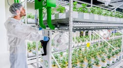 In a layered vertical farming operation, the Fluence broad-spectrum LED light fixtures enable cannabis grower Cannerald to optimize plant needs at various stages and to provide quality light for workers. (Photo credit: Image courtesy of Montel Inc., vertical racking provider for the Cannerald project.)