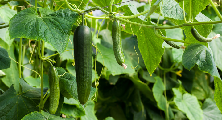 The latest horticultural news features investment at Pure Harvest, an R&D lab launch by Light Science Technologies, and new LED-based horticultural SSL projects featuring Fluence technology for cucumber and cannabis growing. (Photo credit: Image by Julia Schwab via Pixabay; used under free license for commercial or non-commercial purposes. Image is not representative of a specific project or installation.)