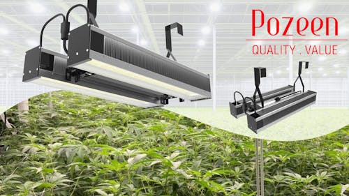 indvirkning Alternativ lægemidlet Pozeen Launches Commercial Grade LED Grow Lights For Greenhouse and Indoor  Cultivation | LEDs Magazine
