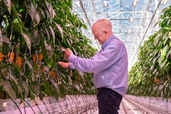 Milj&oslash;gartneriet CEO K&aring;re Wiig is growing peppers as well as tomatoes under LED toplights.
