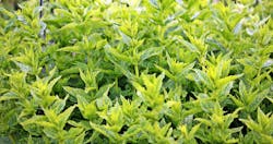 Infarm's slogan could be “send in the cloud.” Its chambers and containers grow all sorts of things like green mint (that's a generic picture above, not one of Infarm's), with lighting and other systems connected to a cloud network for control and data analytics. (Photo credit: Image by pixel2013 via Pixabay; used under free license for commercial or non-commercial purposes.) Infarm's slogan could be “send in the cloud.” Its chambers and containers grow all sorts of things like green mint (that's a generic picture above, not one of Infarm's), with lighting and other systems connected to a cloud network for control and data analytics. (Photo credit: Image by pixel2013 via Pixabay; used under free license for commercial or non-commercial purposes.)