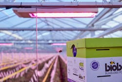The LEDs brought out the best in the tomatoes, but the bees weren&rsquo;t so impressed, so Hortis Group is bringing in more of the pollinators. (Photo credit: Image courtesy of Signify.)