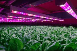 GE Current Arize horticultural LED fixtures help apple trees and other crops start to sprout at a controlled environment agriculture (CEA) operation in Canada called Domaine Vincent. (Photo credit: GE Current, a Daintree company.)