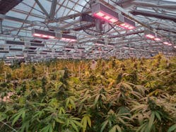 California Lightworks&rsquo; LED MegaDrive&circledR; System shines in a cannabis greenhouse. (Photo credit: Image courtesy of California Lightworks/George Mekhtarian.)