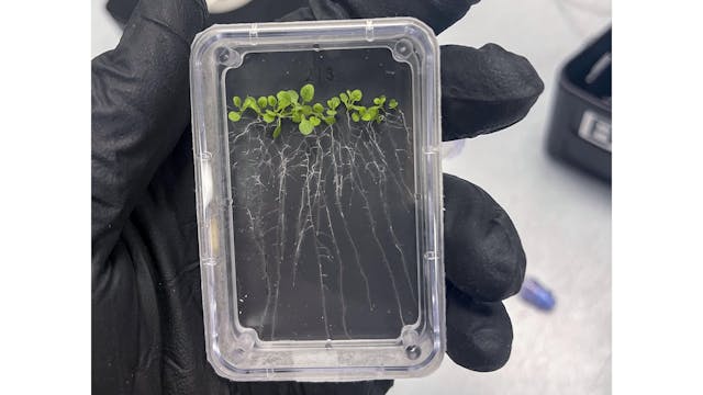 A Petri plate of Arabidopsis after 10 days of growth on Earth in a trial before NASA delivered gear to the ISS. The genus Arabidopsis includes thale cress, widely used in plant studies because it is relatively easy to observe its changes. (Photo credit: Image courtesy of Grant Vellinger Techshot/Redwire for NASA.)