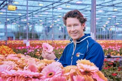 Florein Gerbera&rsquo;s owner Reinier Zuidgeest and his colorful flowers under the purplish LEDs and yellowish high-pressure sodium lights at his greenhouse in Naaldwijk, Holland. (Photo credit: Image courtesy of Signify.)