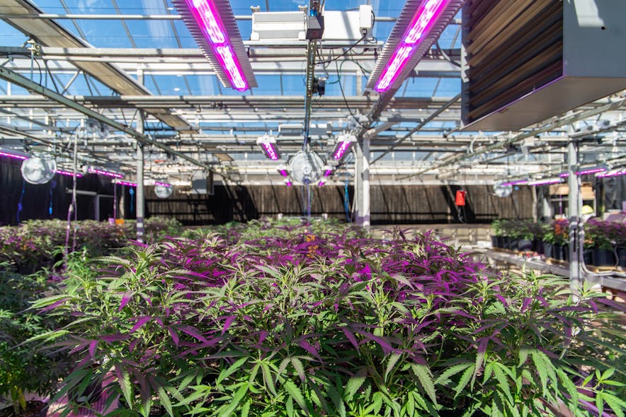 FIG 1. Supplemental LED lighting played a significant role in North Carolina State University cannabis crop studies designed to determine how photoperiod and light intensity fluctuations might impact the growth cycle of cannabis plants. Photo credit: Image courtesy of GE Lighting, a Daintree company.