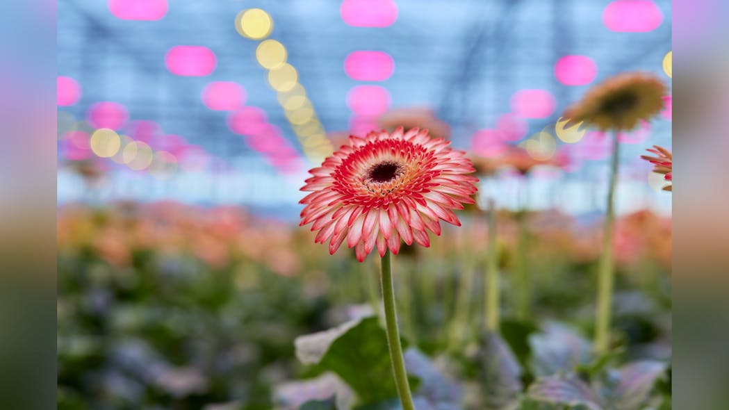 The horticultural business continues to flower for Signify. Above, a gerbera growing under a mix of LED and HPS lights at Florein Gerbera&rsquo;s in Naaldwijk, Holland. The LEDs are Signify&rsquo;s. (Photo credit: Image courtesy of Signify.)