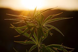 More photons provided to plants means a higher cannabis yield, says horticultural lighting developer Fluence. (Image used under free license for commercial or noncommercial purposes.)