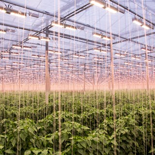 Sollum&rsquo;s LED toplights will aid and abet natural sunlight at Maarel Orchids, much like they are doing here and below for the peppers at Allegro Acres in Kingsville, Ontario. (Photos: Allegro Acres.)