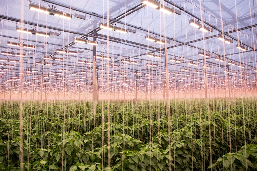 Sollum&rsquo;s LED toplights will aid and abet natural sunlight at Maarel Orchids, much like they are doing here and below for the peppers at Allegro Acres in Kingsville, Ontario. (Photos: Allegro Acres.)