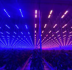 Sollum&apos;s SUN as a Service platform enables varying light mixes and intensities to be applied to different cultivars and growth stages, mimicking the dynamic behavior of sunlight, via its controllable horticultural LED lighting.