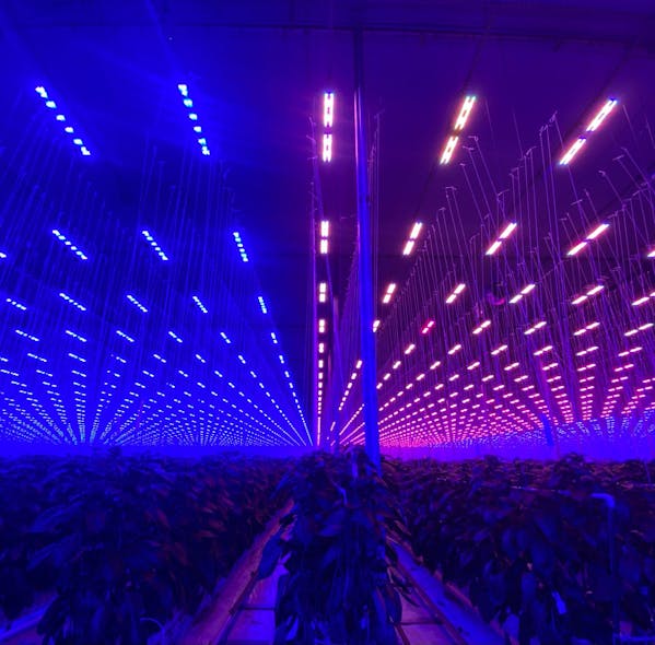 Sollum&apos;s SUN as a Service platform enables varying light mixes and intensities to be applied to different cultivars and growth stages, mimicking the dynamic behavior of sunlight, via its controllable horticultural LED lighting.