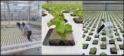 Wageningen University &amp; Research has added a public dashboard to its Autonomous Greenhouse Challenge, which allows interested parties to follow the five international teams&apos; progress as they attempt to grow lettuces in hands-off experiments using AI-driven algorithms.