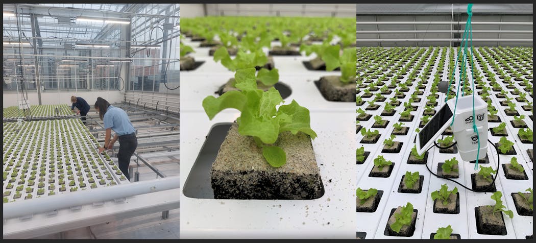 Wageningen University &amp; Research has added a public dashboard to its Autonomous Greenhouse Challenge, which allows interested parties to follow the five international teams&apos; progress as they attempt to grow lettuces in hands-off experiments using AI-driven algorithms.