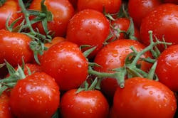 Wageningen University &amp; Research grew more tomatoes per photon in its intracanopy scheme than in a toplighting-only setup.