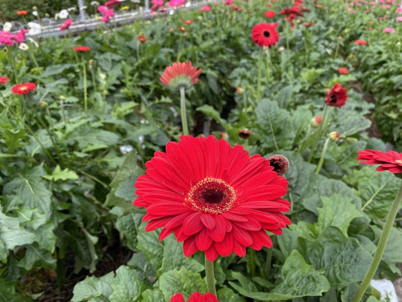 Canadian grower tunes five light recipes over five different crops in