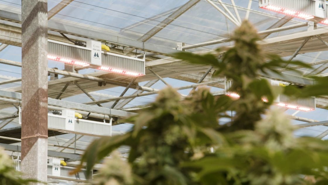 Nipomo Ag lights up greenhouse with California Lightworks MegaDrive