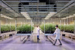 Cannabis grows under Signify lights at this facility in a Dutch location that Signify is trying to keep under wraps. The tables carry the label of partner Light4Food.