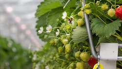 These strawberries are pictured under cultivation with LED light mixes at Signify&rsquo;s Delphy Improvement Center in Bleiswijk, Holland.