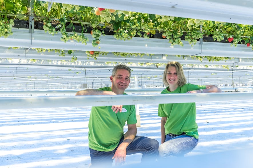 Co-owners and husband and wife Arno and Sandra Loos grow strawberries year round under horticultural LED lighting.
