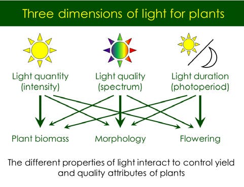 Guide provides fundamentals on how different light characteristics such as intensity, spectrum, and photoperiod influence plant physiology and growth patterns. (Image from p. 13 of &ldquo;Best Practices Guide &mdash; Lighting for Controlled Environment Agriculture Operations&rdquo; - https://bit.ly/3ByueDQ.)