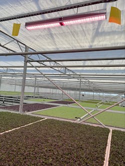 Sustainable controlled environment agriculture practices can go beyond the use of LED luminaires, environmental hardiness, and light recipes to incorporate recyclable fixture materials and replaceable components while increasing growers’ return on investment. Sustainable controlled environment agriculture practices can go beyond the use of LED luminaires, environmental hardiness, and light recipes to incorporate recyclable fixture materials and replaceable components while increasing growers’ return on investment.