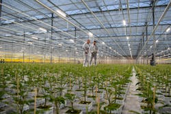 Head growers Wim in ‘t Groen (right) from WPK and Pieter van der Lugt from Plantenkwekerij P. van Geest, amid the young tomato plants under Fluence LEDs and the more difficult-to-see Industria HPS lights, which according to a Fluence spokesperson, are switched off in this photo. Head growers Wim in ‘t Groen (right) from WPK and Pieter van der Lugt from Plantenkwekerij P. van Geest, amid the young tomato plants under Fluence LEDs and the more difficult-to-see Industria HPS lights, which according to a Fluence spokesperson, are switched off in this photo.