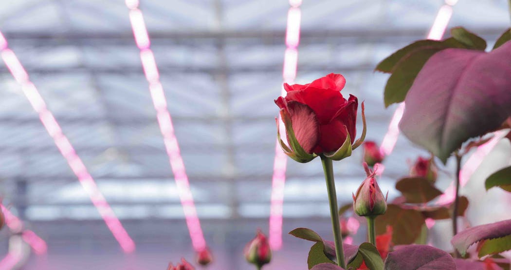 It&rsquo;s not all roses in Signify&rsquo;s horticultural business, where sales slumped in the third quarter because growers couldn&rsquo;t afford LED gear.