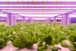 Riddle me this, plant man: LED lights can save energy, but energy prices are so high that many growers can&rsquo;t afford the upfront cost. What&rsquo;s to be done?