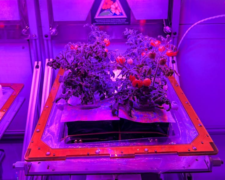NASA is growing is growing the Red Robin dwarf tomatoes in a Veggie chamber at Kennedy Space Center in Florida (pictured), just as it is preparing to do on the Space Station.