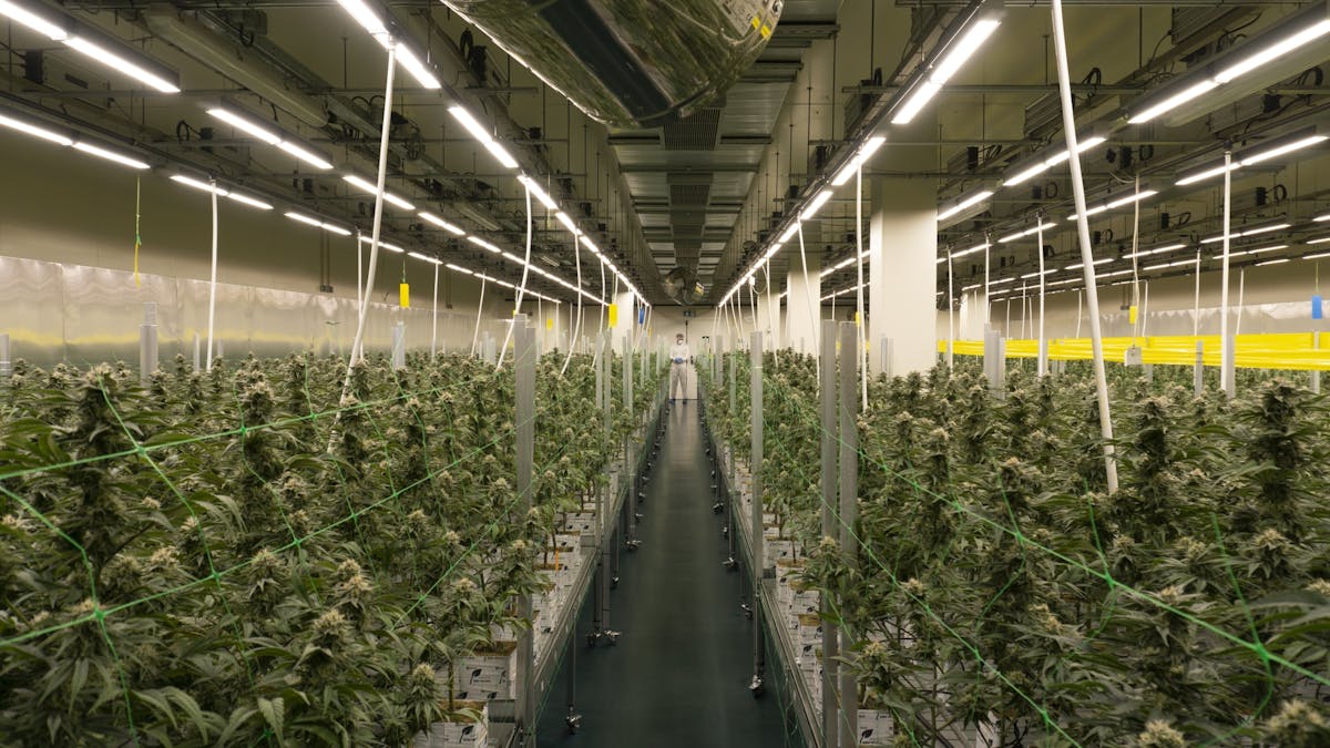 Fluence LED grow lights nurture the medicinal cannabis at this Key Leaves facility in Lisbon.