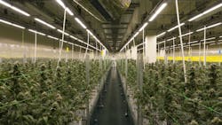 Fluence LED grow lights nurture the medicinal cannabis at this Key Leaves facility in Lisbon. Fluence LED grow lights nurture the medicinal cannabis at this Key Leaves facility in Lisbon.
