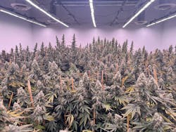 With custom engineered horticultural LED luminaires, Veritas Fine Cannabis achieved a 60% yield increase and 20% reduction in energy use compared to its prior HPS installation.