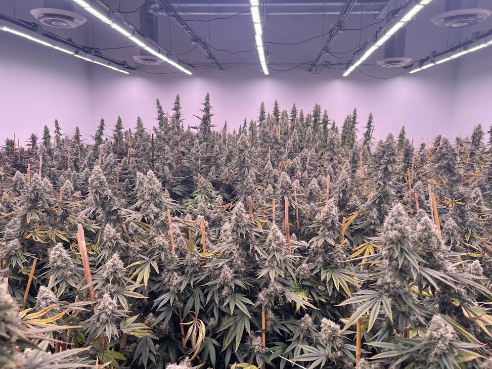 With custom engineered horticultural LED luminaires, Veritas Fine Cannabis achieved a 60% yield increase and 20% reduction in energy use compared to its prior HPS installation. With custom engineered horticultural LED luminaires, Veritas Fine Cannabis achieved a 60% yield increase and 20% reduction in energy use compared to its prior HPS installation.