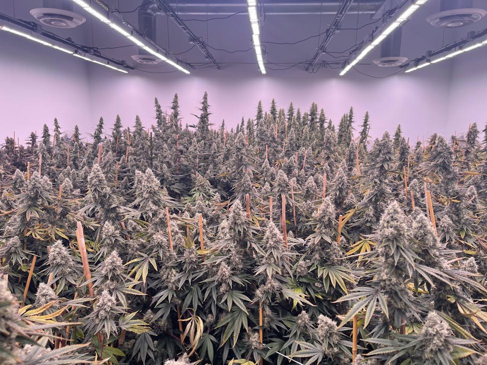 With custom engineered horticultural LED luminaires, Veritas Fine Cannabis achieved a 60% yield increase and 20% reduction in energy use compared to its prior HPS installation.