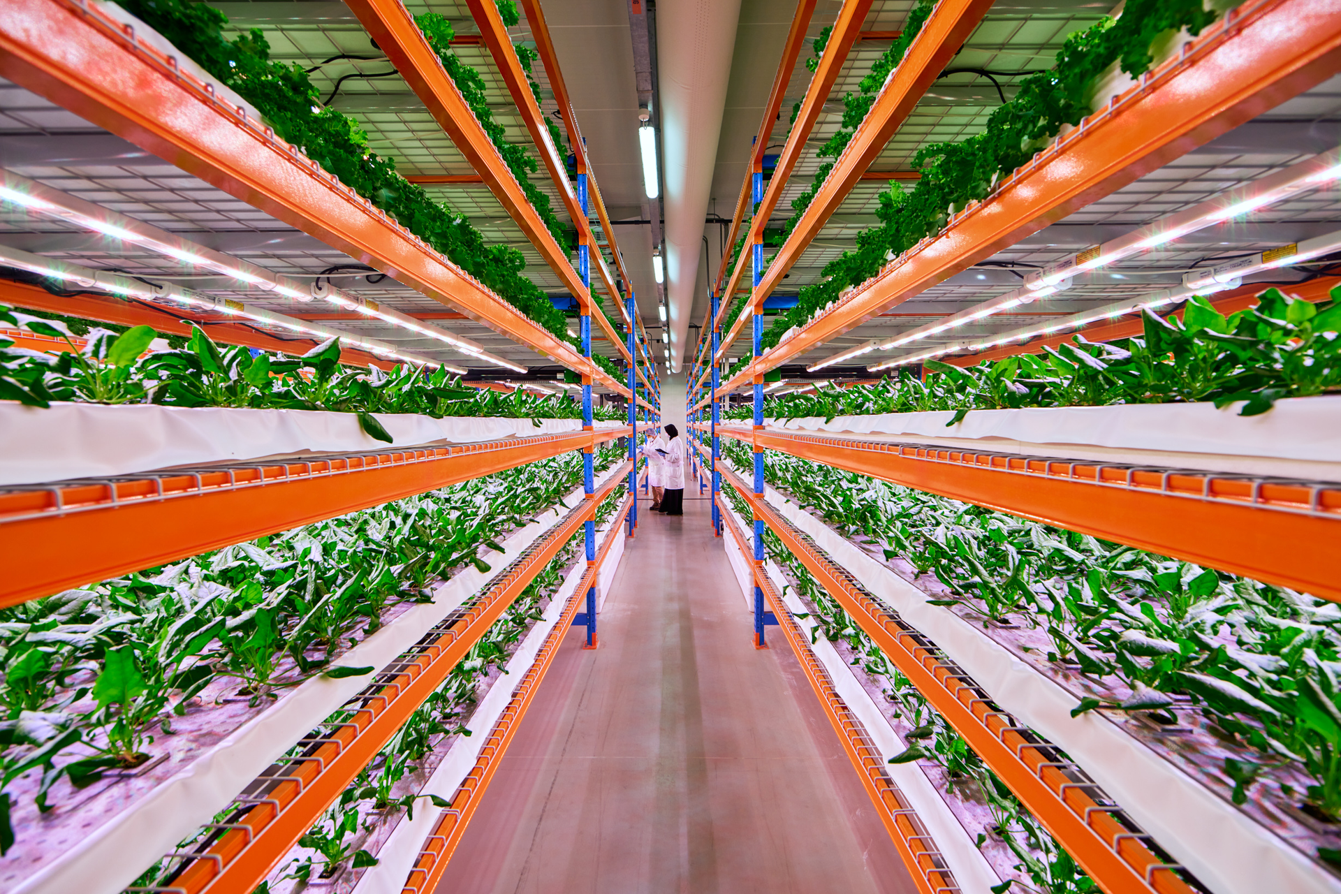 Greens like these in one of the 27 grow areas at Bustanica go into some of the 200,000 meals per day served up by Emirates Flight Catering.
