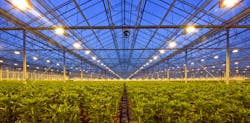 Many greenhouses already utilize climate control systems with sensors and databases. Tying into those can provide growers with a number of benefits, such as determining the right lighting scenario when the luminaires switch on at dusk. (Image used for illustrative purposes only and does not represent a Signify-supplied greenhouse.)