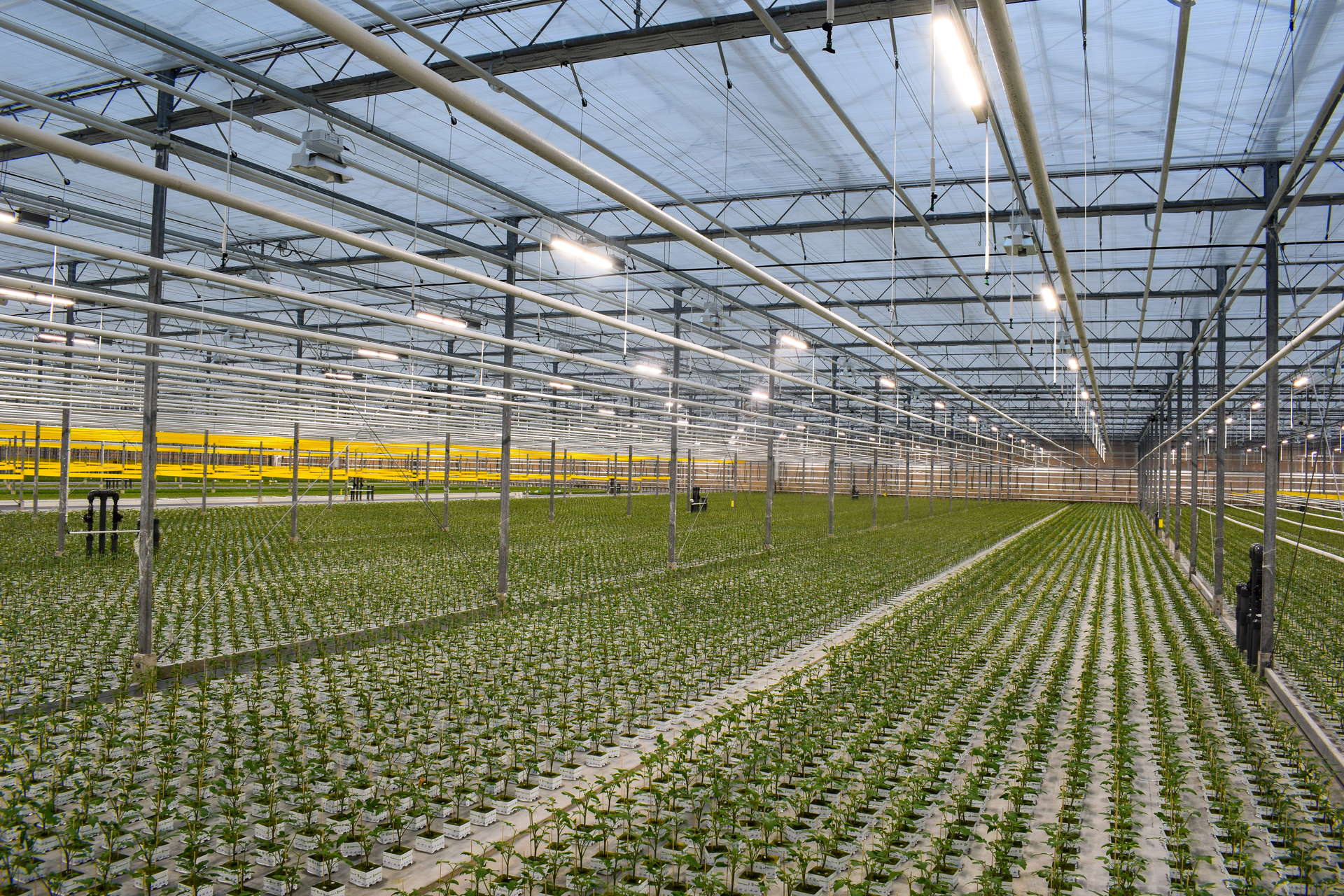 Fluence LEDs reduce disease in the greenhouse LEDs Magazine