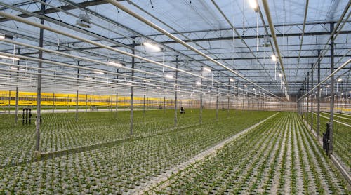 Dutch tomato propagator WPK, a Fluence customer, uses a mix of LEDs and HPS in this greenhouse. In the photo above, only the LED lights are switched on.